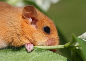 dormouse