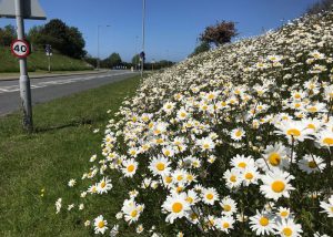 wildflower-meadow