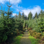 Woodland Walk Image_ (002)