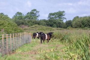 cattle wetland low res (002)