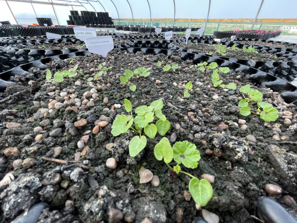 germination 4 (002)
