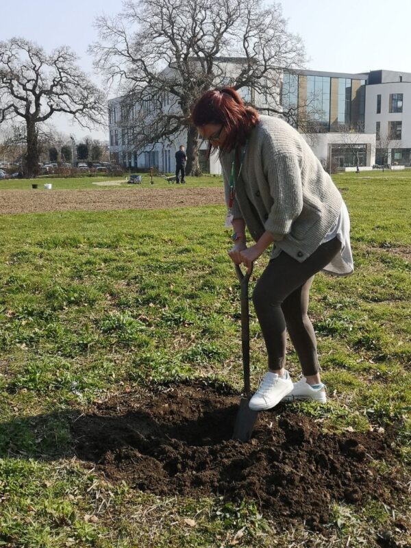plant tree