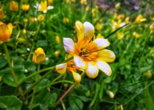 wildflower project (002)