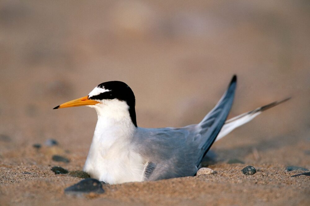 Nesting Little Tern - image 1 (002)