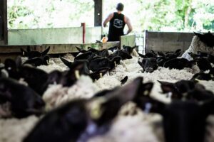 shearing1 (1)