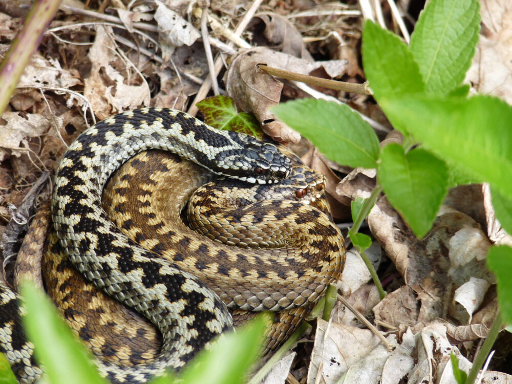 Male and Female Basking