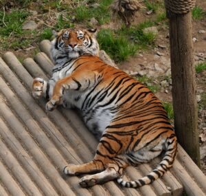 Attractions in North Wales - Tiger at the Welsh Mountain zoo