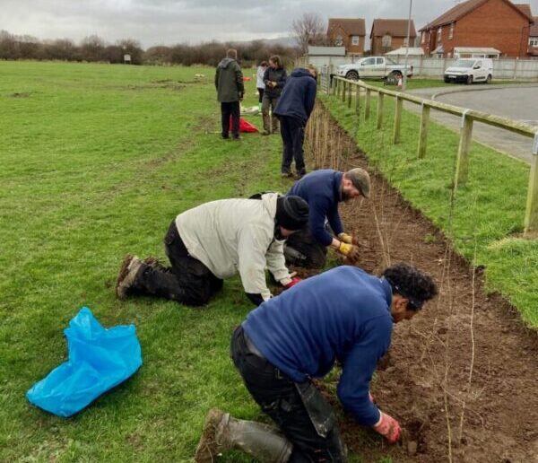 volunteers woodland