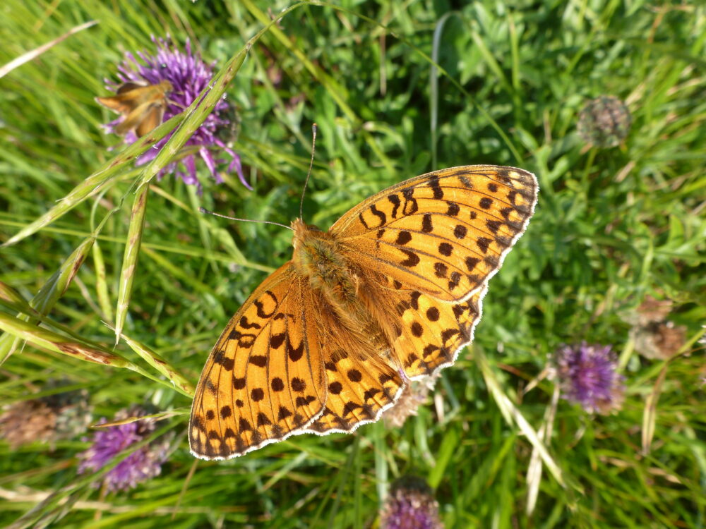 Dark Green Fritillary_MARTIN WARREN