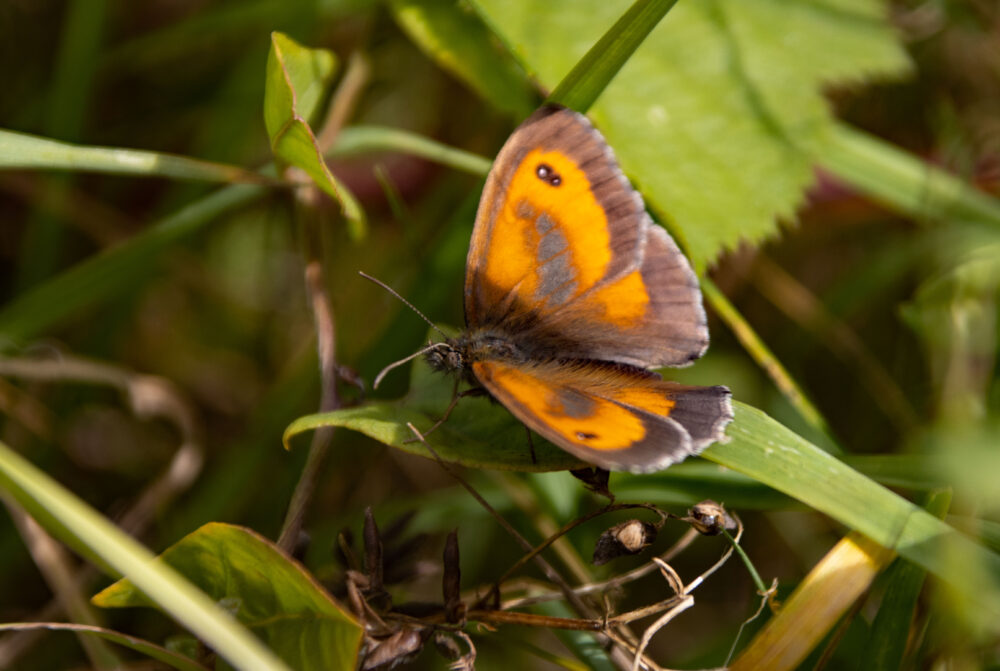 butterfly1