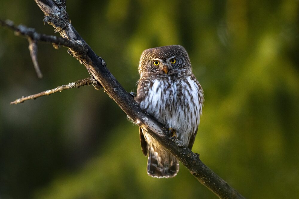 eurasian-pygmy-owl-g99ffd8f9d_1280