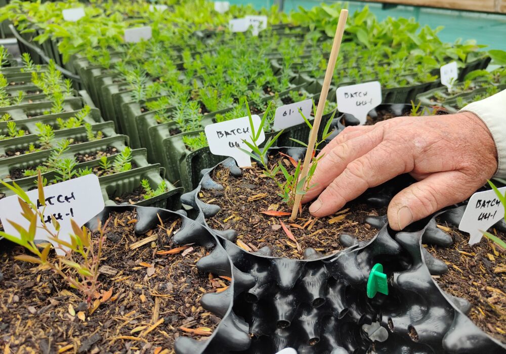BV plants