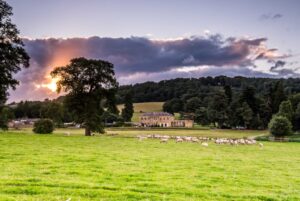 Sheep Flock at Rhug Estate