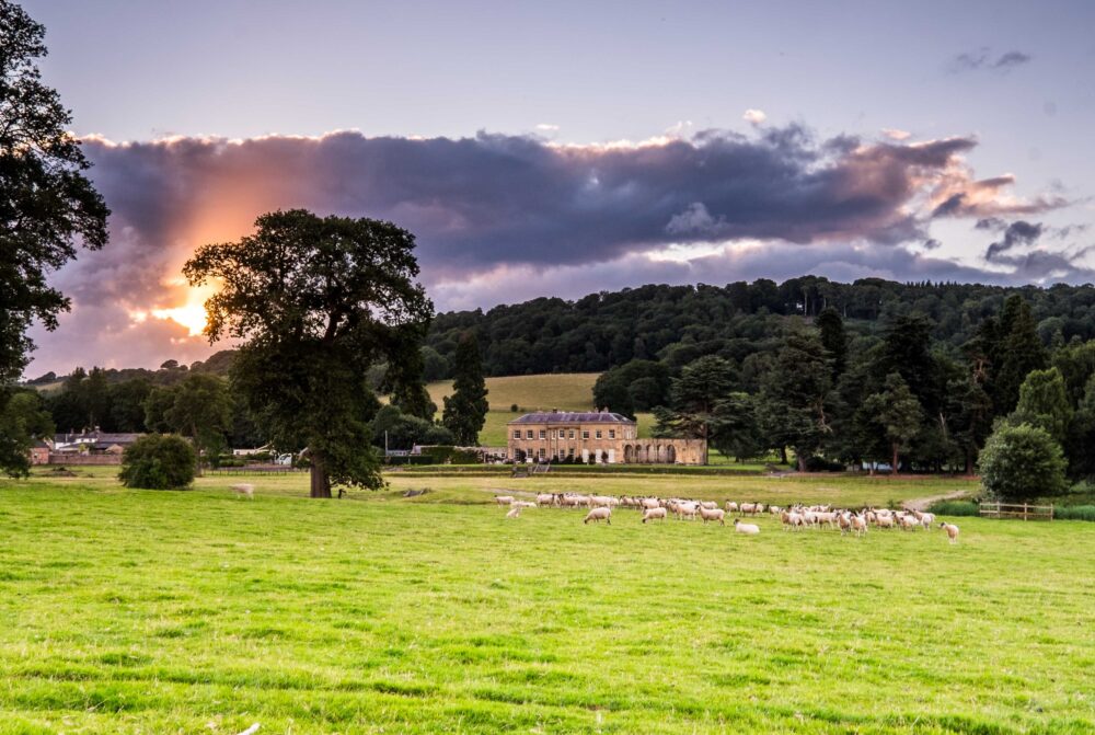 Sheep Flock at Rhug Estate