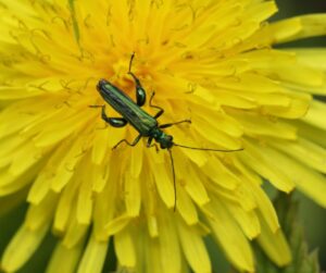 Swollen-thighed beetle