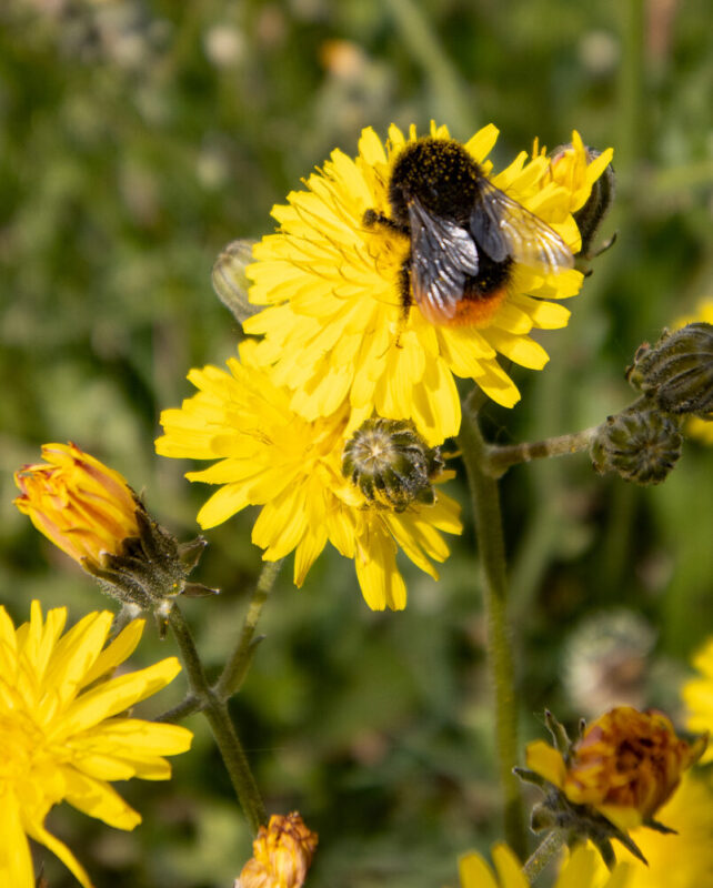 beewildflower