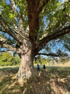 24.08.23_Team works to protect ancient history of local trees_pic