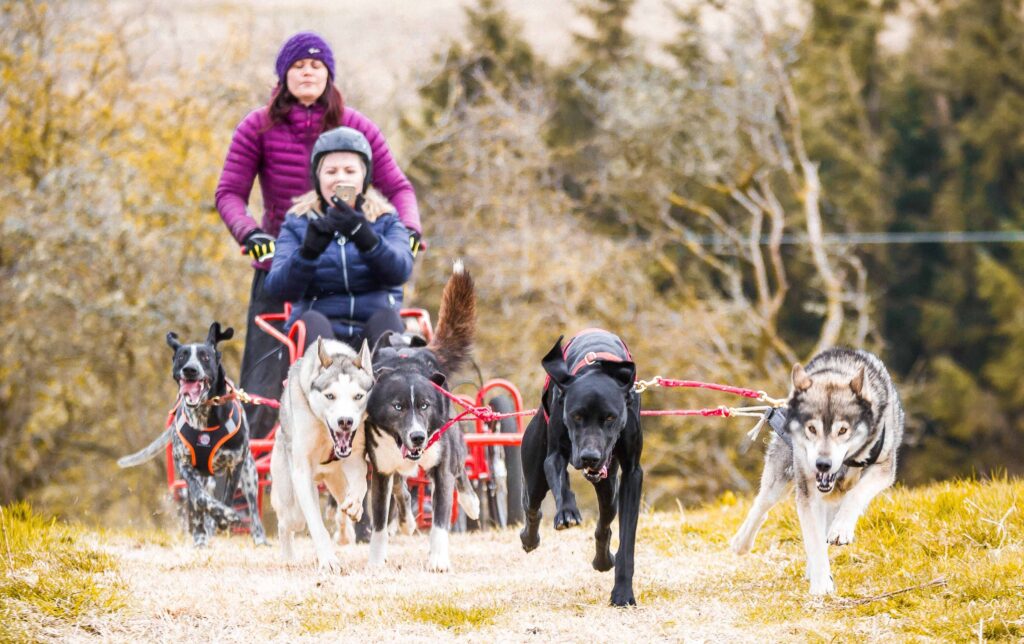 Mynydd Sleddog 1