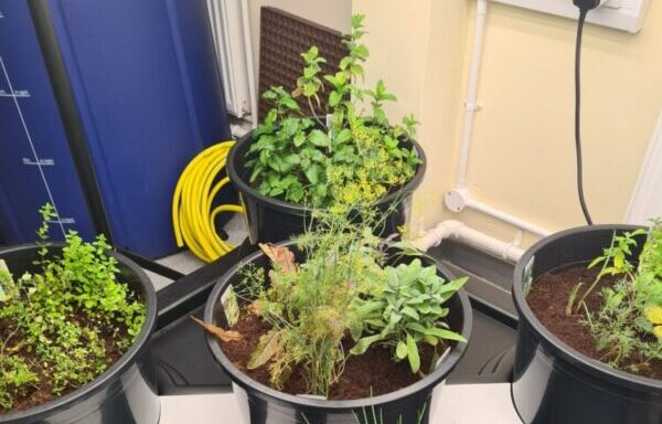 Hydroponic set up Northop Campus (2)
