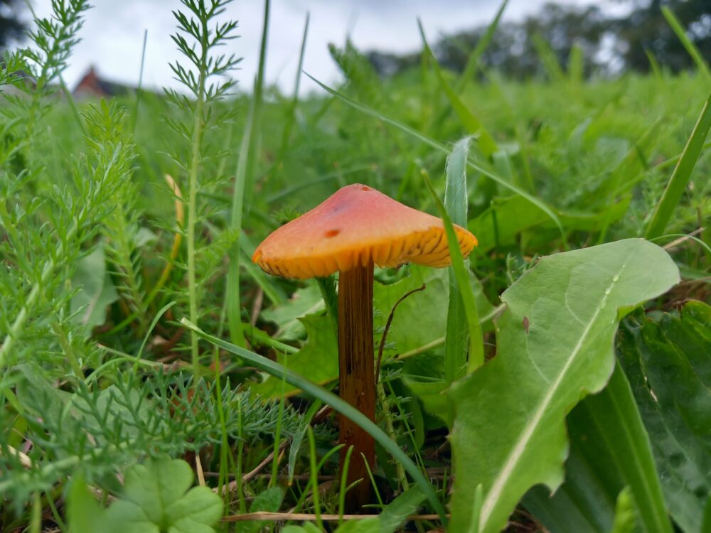 waxcap