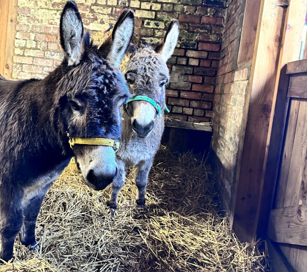 ChristmasDonkeys4