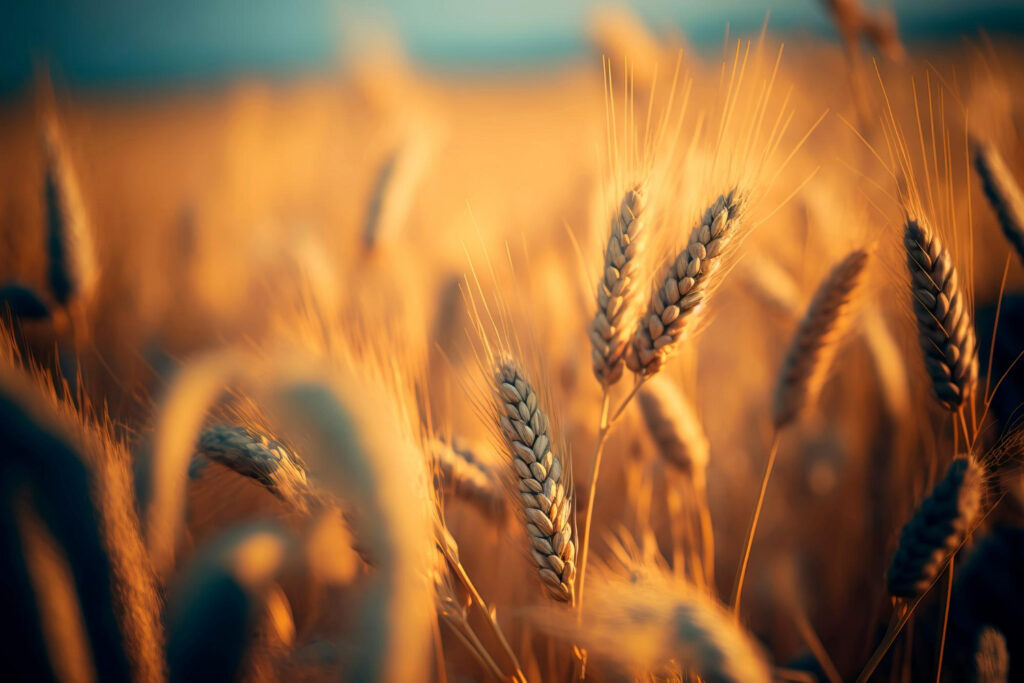 rural-landscapebackground-ripening-ears-wheat-field-sunlight-ripe-wheat-field-generative-ai