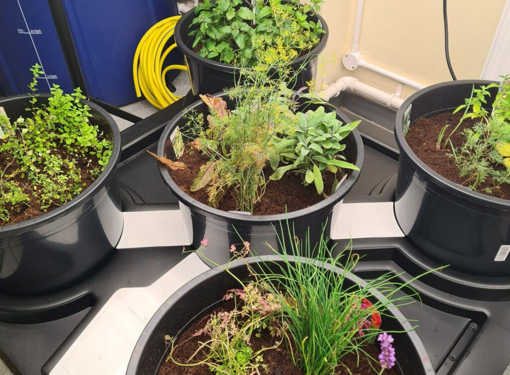 Hydroponic set up Northop Campus (2)