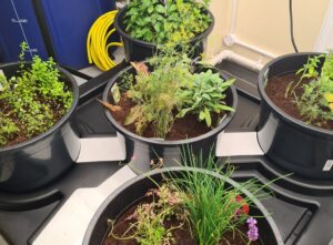 Hydroponic set up Northop Campus (2)