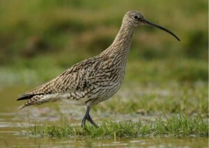 Curlew