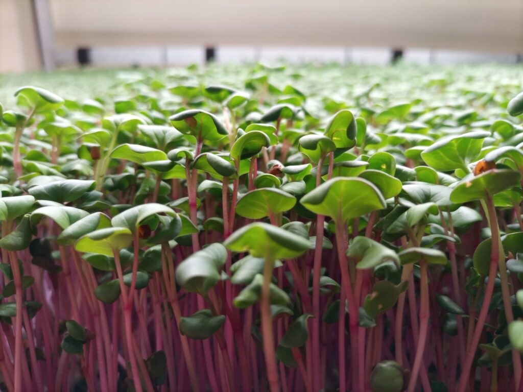 Hort Wales - Microgreens