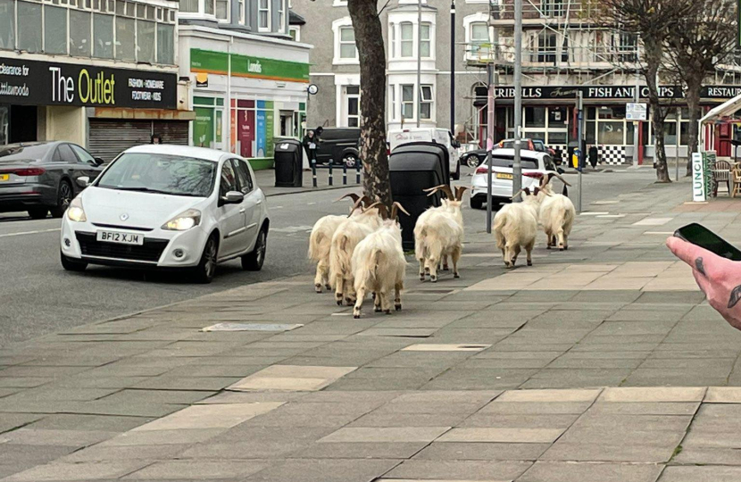Goats on Madoc Street _0