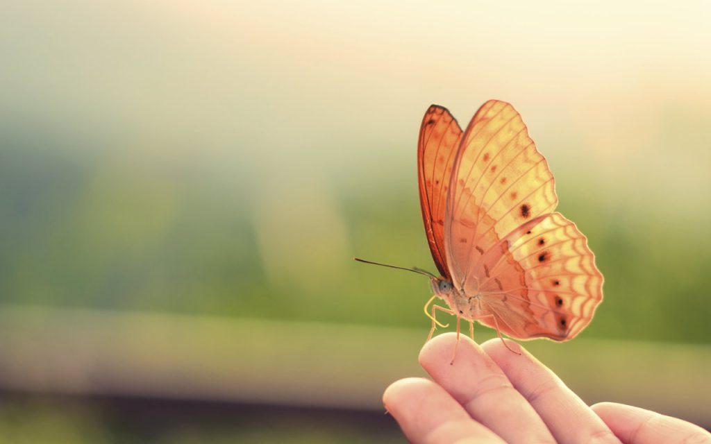 butterfly