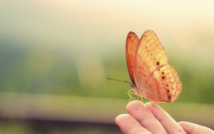 butterfly