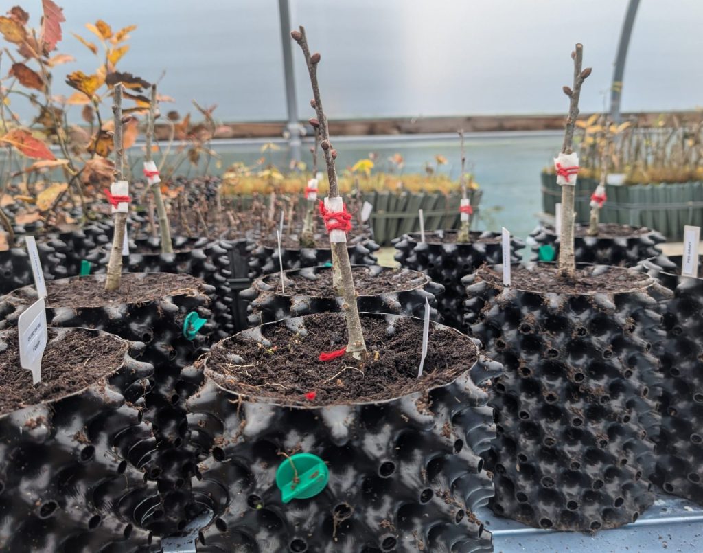 nursery oak graft 2