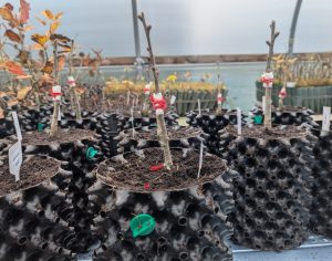 nursery oak graft 2