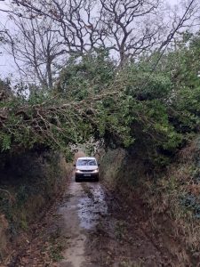 Fallen tree