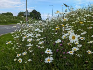plas-lorna-rhuddlan