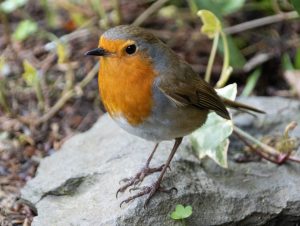robin2