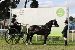 Royal Welsh Show Horse - Driven