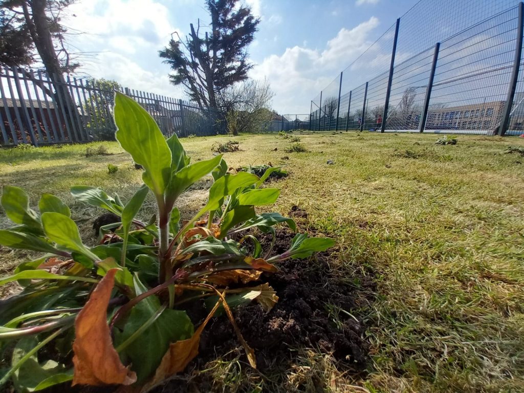 CTW meadow development