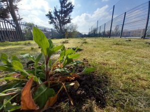 CTW meadow development
