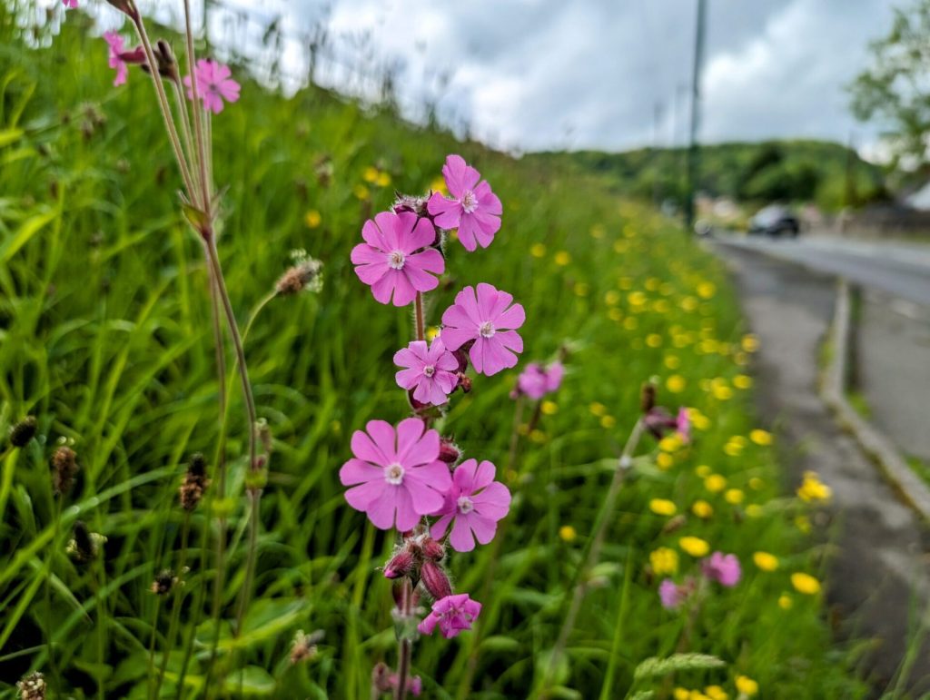 red campion