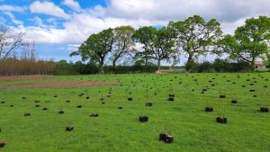 treeplanting