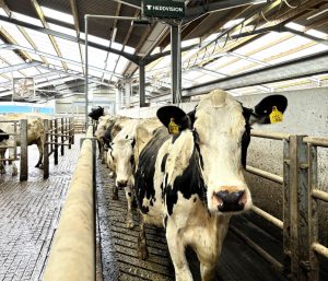 HerdVision Scanning