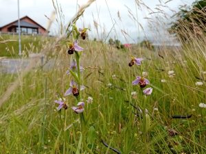 bee orchids