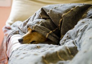 dogs, pet, animal, animals, dog, pets, nature, mammals