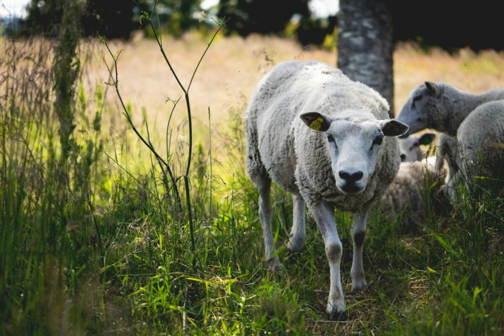 A herd of sheep standing on top of a lush green field