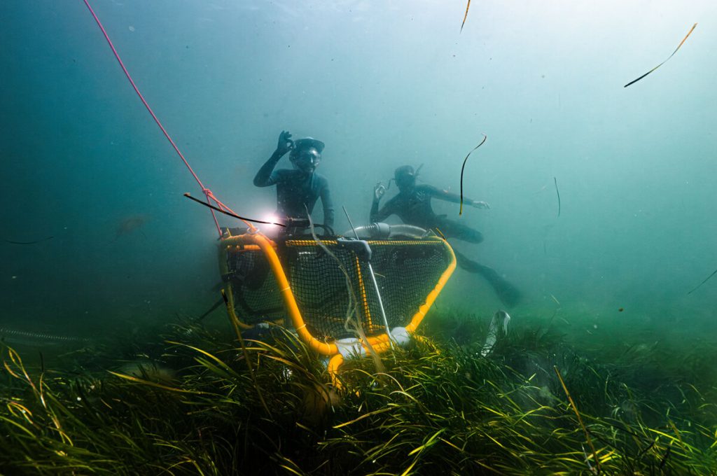 Seagrass Project (L)