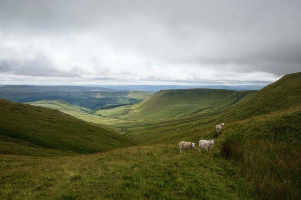 Stunning view of Brecon Beacons in Wales featuring lush hills and grazing sheep under a cloudy summer sky.